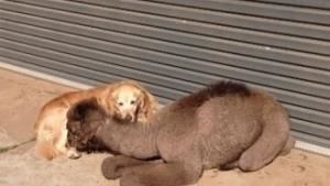 Unlikely Animal Friends Compilation photo