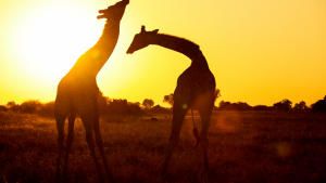Africa's Wild Side photo