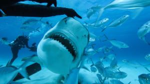 Shark Jaws photo