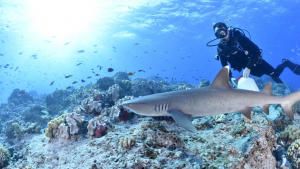 Diving with Sharks photo