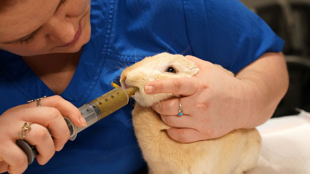 exotic-animal-vet-photos-dr-t-lone-star-vet-national-geographic