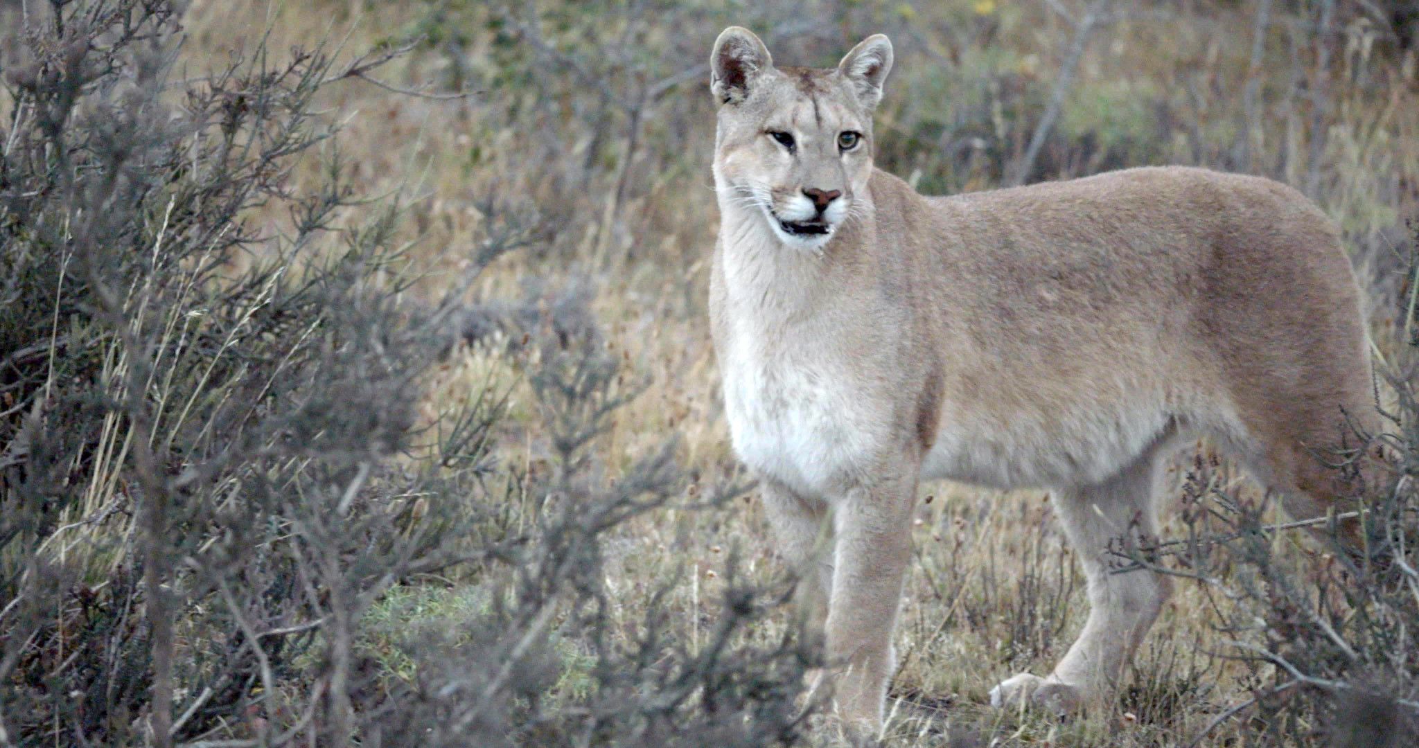 puma national geographic