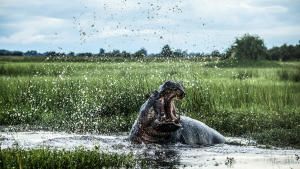Okavango: River of Dreams photo