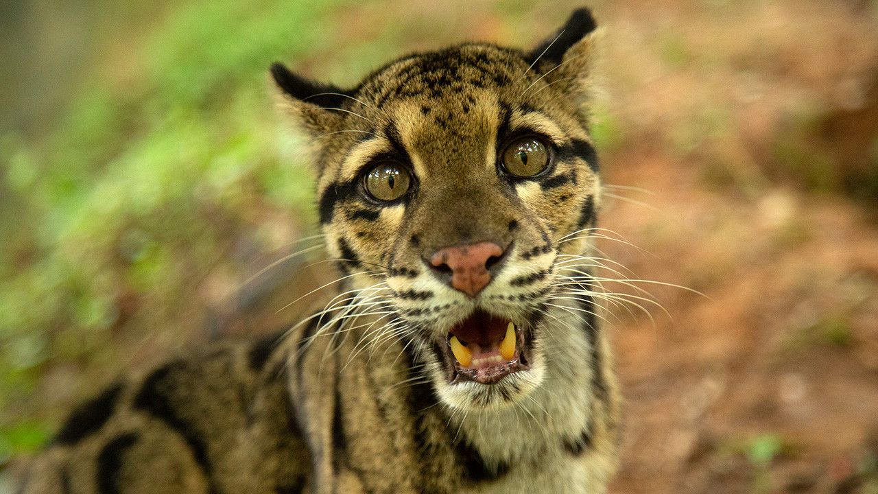 Indian Big Cats Photos - Wild Cats of India - National Geographic