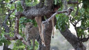 Leopard Who Changed Her Spots photo