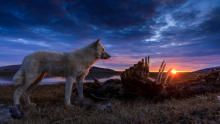 مملكة الذئب القطبي برنامج