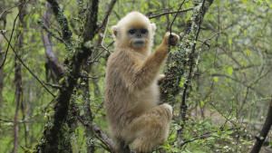 Forest of The Golden Monkey photo