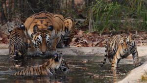 Counting Tigers photo