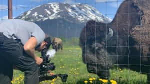 ألاسكا وإنقاذ الحيوانات صورة