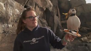 ألاسكا وإنقاذ الحيوانات صورة