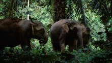 Borneo And Sumatra show