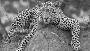 A Leopard's Tale photo