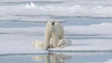 خاص اليوم العالمي للدب القطبي برنامج