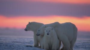 World Polar Bear Day photo
