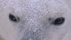 خاص اليوم العالمي للدب القطبي صورة