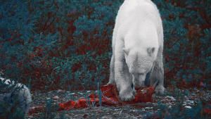 خاص اليوم العالمي للدب القطبي صورة