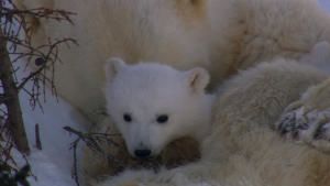 World Polar Bear Day photo
