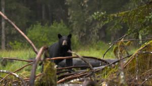 Alaska's Grizzly Gauntlet photo