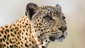أوكافانغو أفريقيا: أكبر خمس حيوانات في أفريقيا صورة