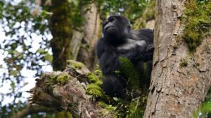 أوكافانغو أفريقيا: أوغندا البرية صورة