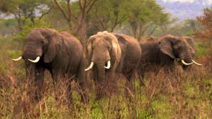 أوكافانغو أفريقيا: أوغندا البرية صورة