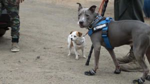 Cesar Millan: Better Human, Better Dog photo