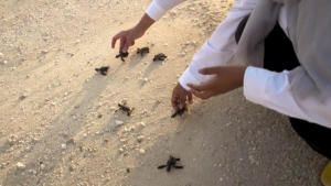 Wild Abu Dhabi The Turtles of Al Dhafra photo