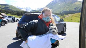 عمليات إنقاذ حيوانات ألاسكا صورة