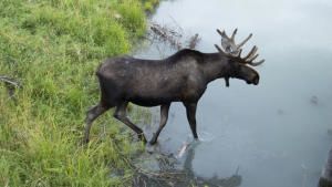 Wild Moose Chase photo