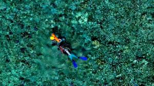 الحلقة الثانية: استكشاف البحر الأحمر صورة