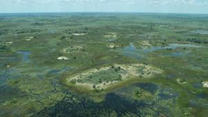 Swamps photo