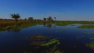 Swamps photo