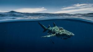 Sky Sharks: -  Closer Than You Think photo