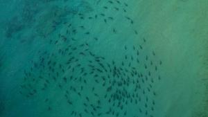 Sky Sharks: -  Closer Than You Think photo