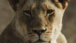 Malika: Lion Queen photo