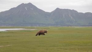 Alaska & The Wild's Beyond photo