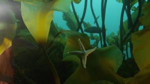 Sea of Hope: America's Underwater Treasures photo