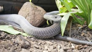 World's Weirdest Snakes photo