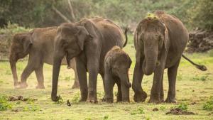 Secrets of the Elephants photo