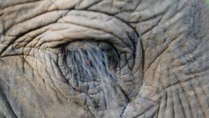 Secrets of the Elephants photo