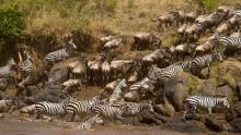 Zebras of the Serengiti show
