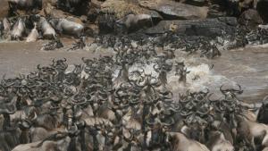 حيوانات الحمير الوحشية في (السيرنغيتي) صورة