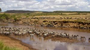 Zebras of the Serengiti photo