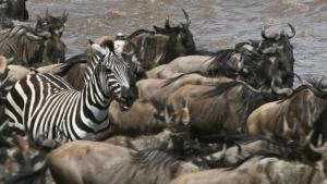 Zebras of the Serengiti photo