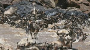 حيوانات الحمير الوحشية في (السيرنغيتي) صورة
