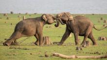 Secrets of the Elephants show