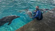 Sharks vs. Dolphins: Bahamas Battleground show