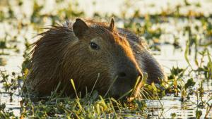 Wild Argentina photo