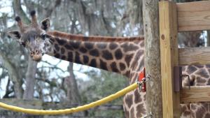 Secrets of The Zoo: Tampa photo