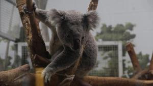 Koala-Palooza photo